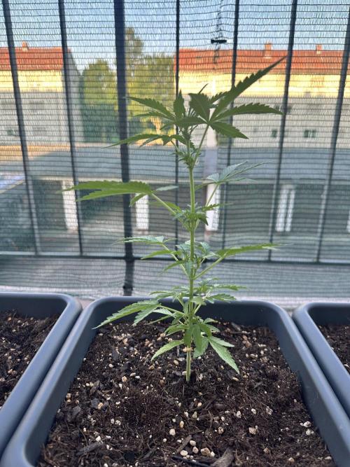 The first one. Week 6