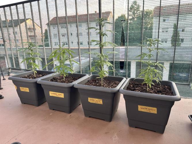 The first one. Week 7