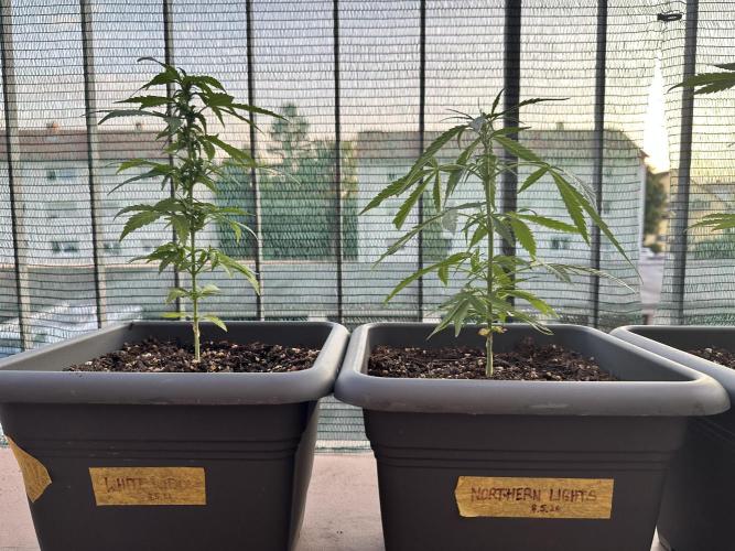 The first one. Week 7