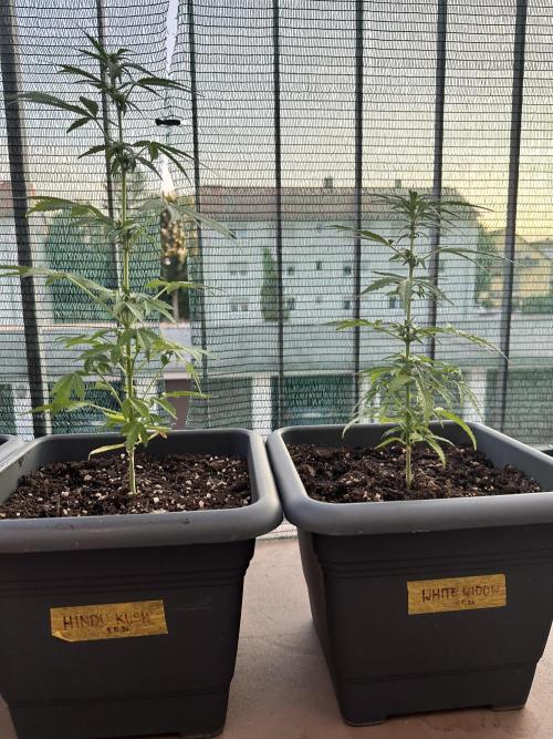 The first one. Week 7