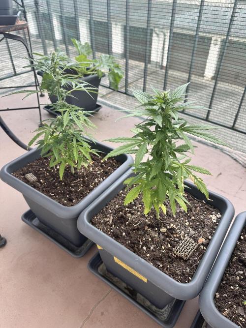 The first one. Week 8