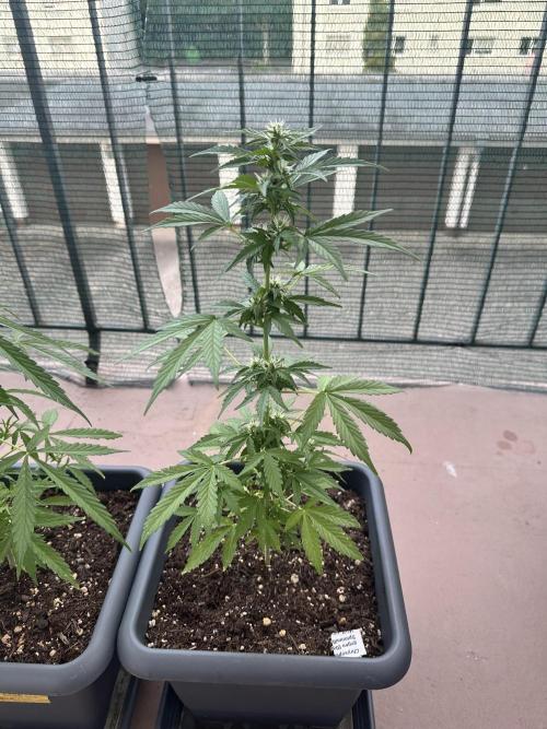 The first one. Week 8