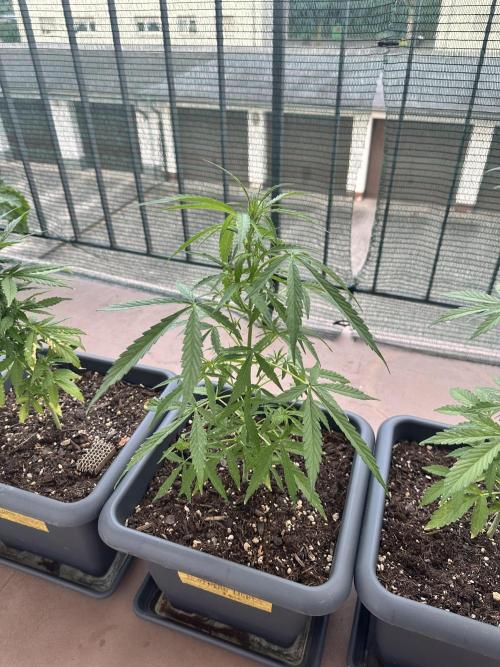 The first one. Week 8