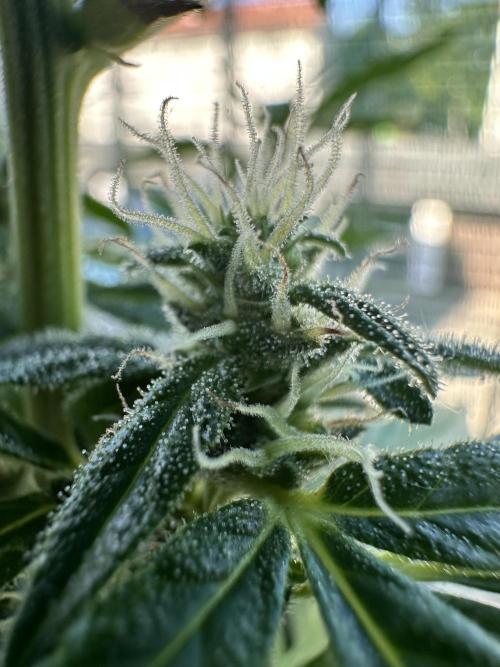 The first one. Week 9