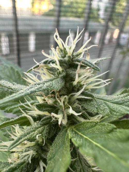The first one. Week 9