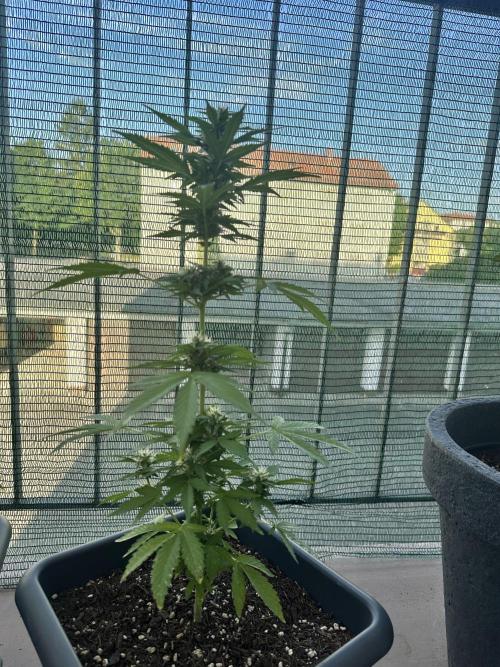The first one. Week 9