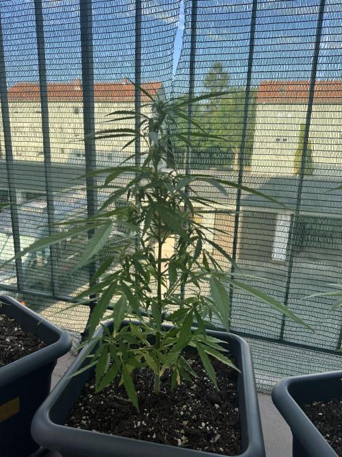 The first one. Week 9