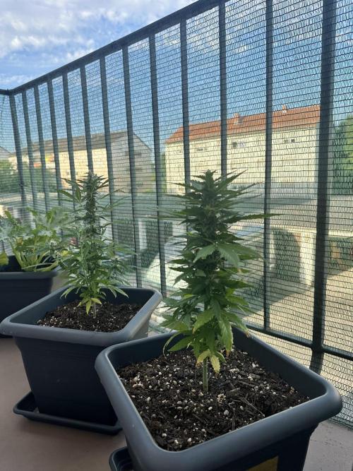 The first one. Week 9