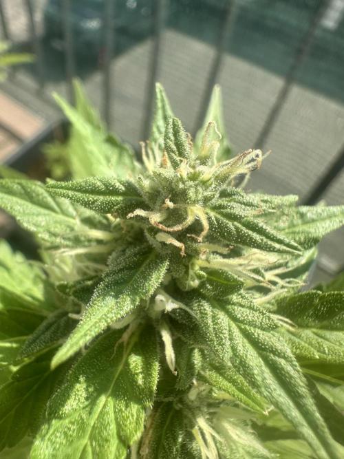 The first one. Week 10