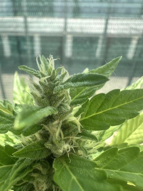 The first one. Week 10