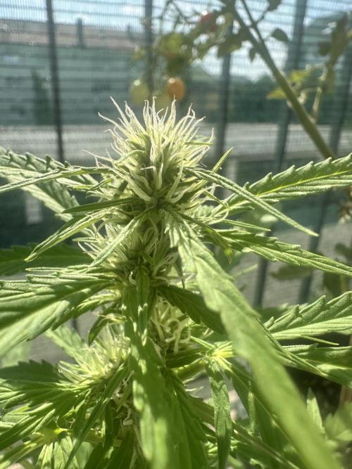 The first one. Week 10