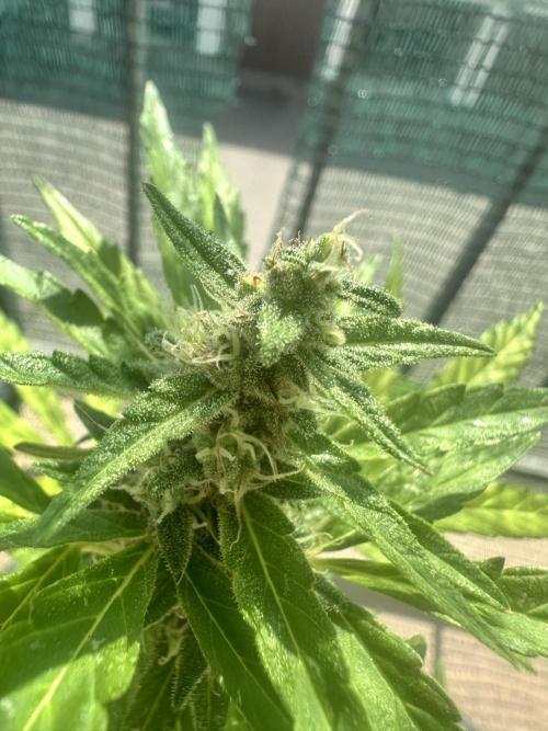 The first one. Week 10
