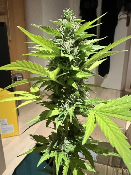 The first one. Week 11
