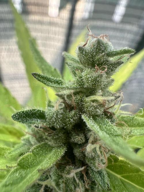 The first one. Week 11