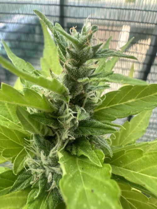 The first one. Week 11