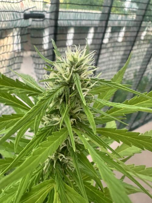 The first one. Week 11