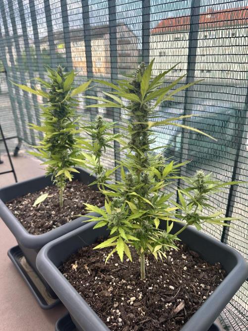 The first one. Week 11