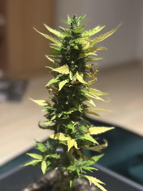 The first one. Week 12