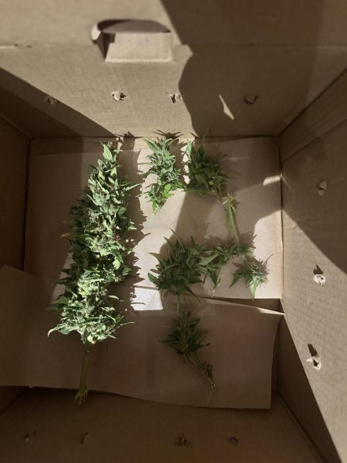 The first one. Week 12