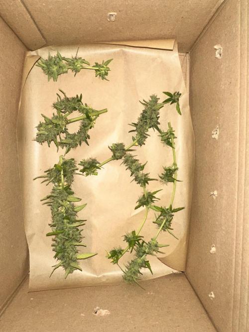 The first one. Week 12