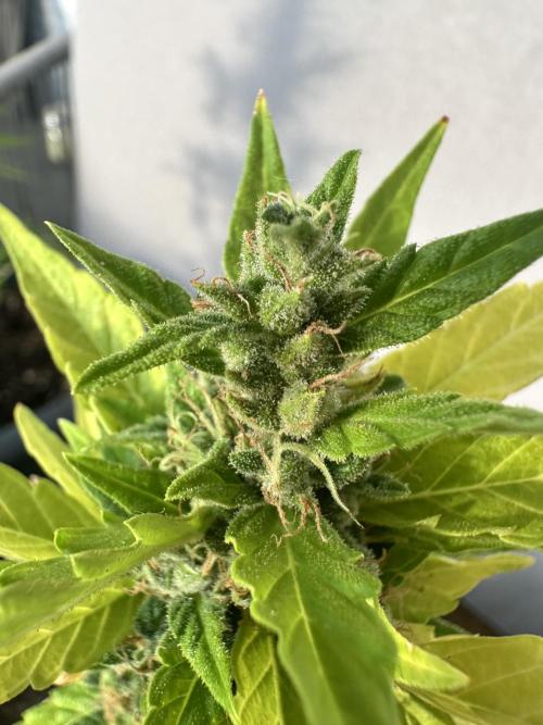 The first one. Week 12