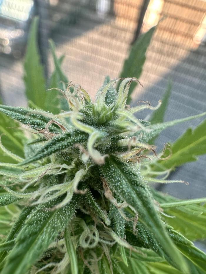 The first one. Week 12
