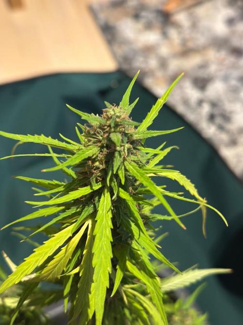 The first one. Week 13