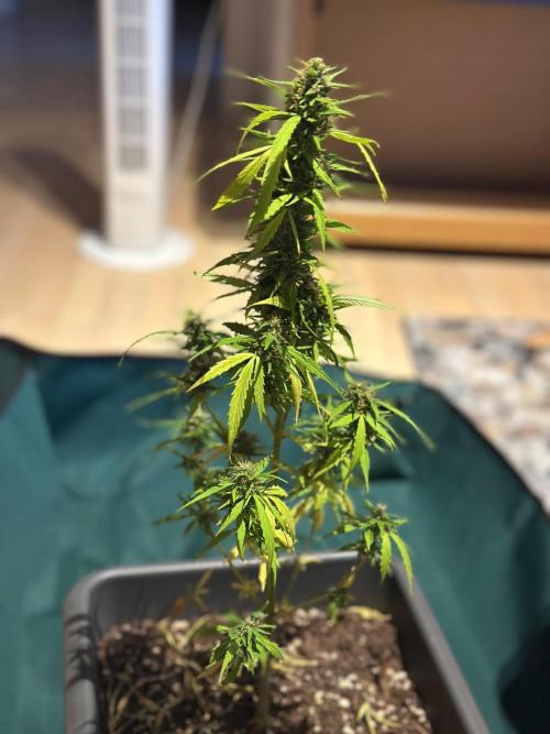 The first one. Week 13