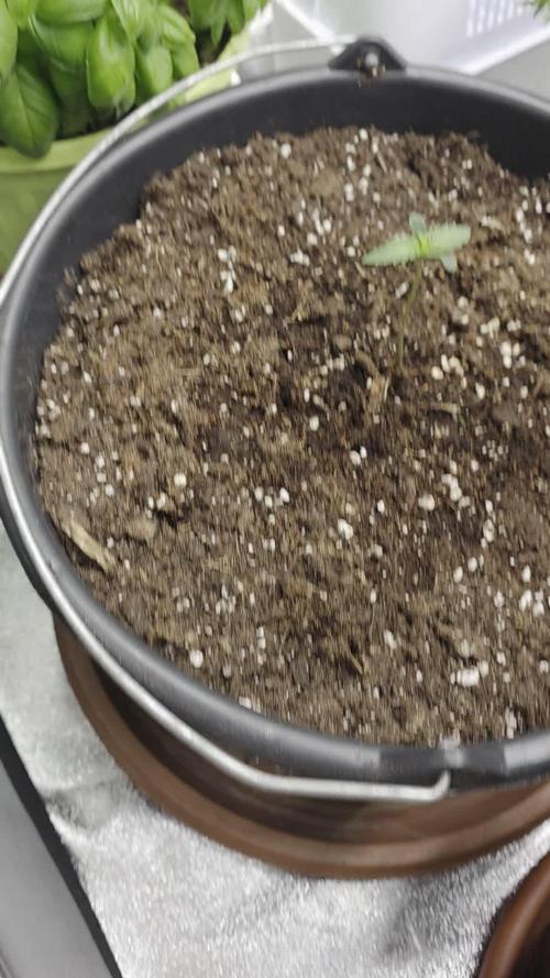 Mr.Grow515