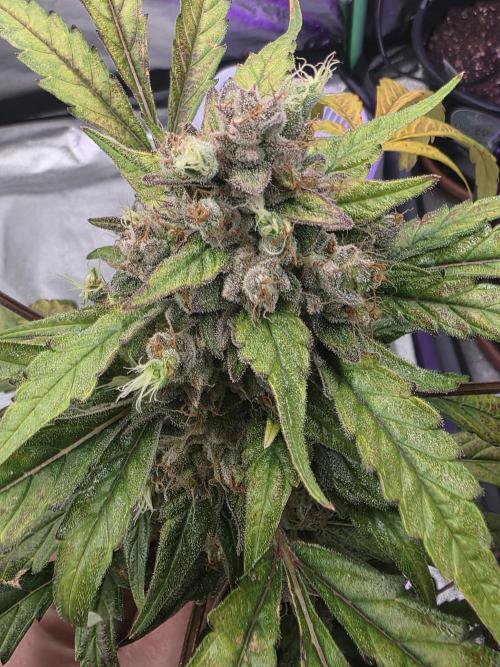 Mr.Grow515. Week 10 - Bild 1 F.U.H auto von seedstockers 