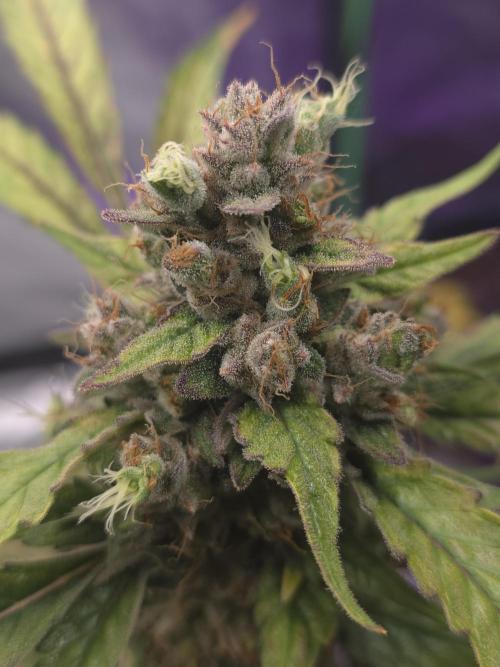 Mr.Grow515. Week 10 - Bild 2