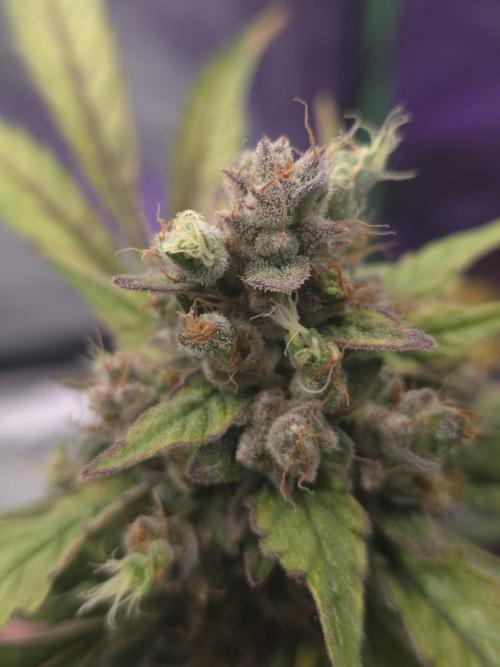 Mr.Grow515. Week 10 - Bild 3