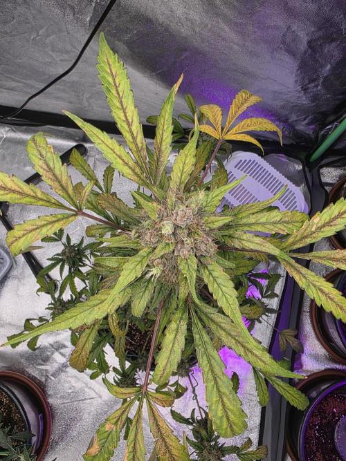 Mr.Grow515. Week 10 - Bild 5