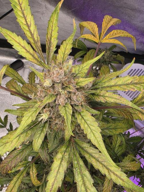 Mr.Grow515. Week 10 - Bild 6