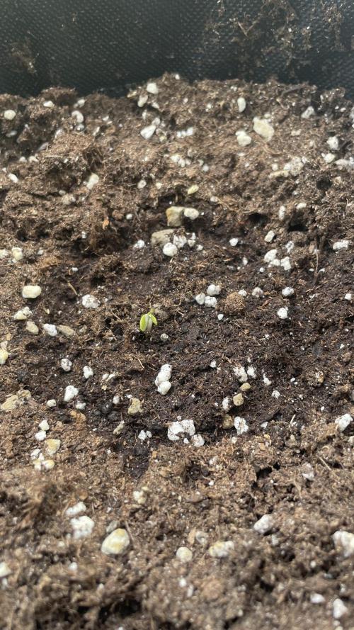 Cream Mandarine XL Auto®. Week 0