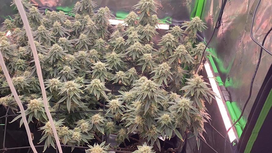 SUPAGRO4. Week 10