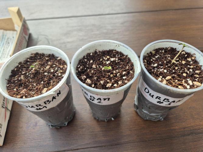 North eu outdoor photo grow. Week 0 - April 19