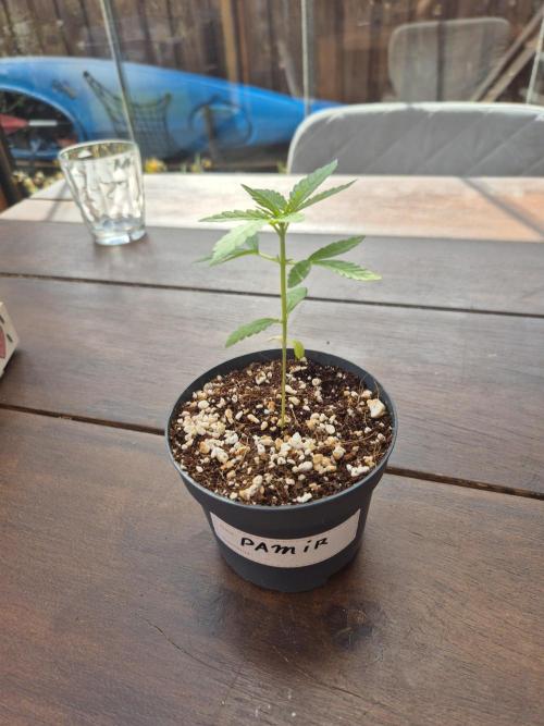 North eu outdoor photo grow. Week 0 - April 19