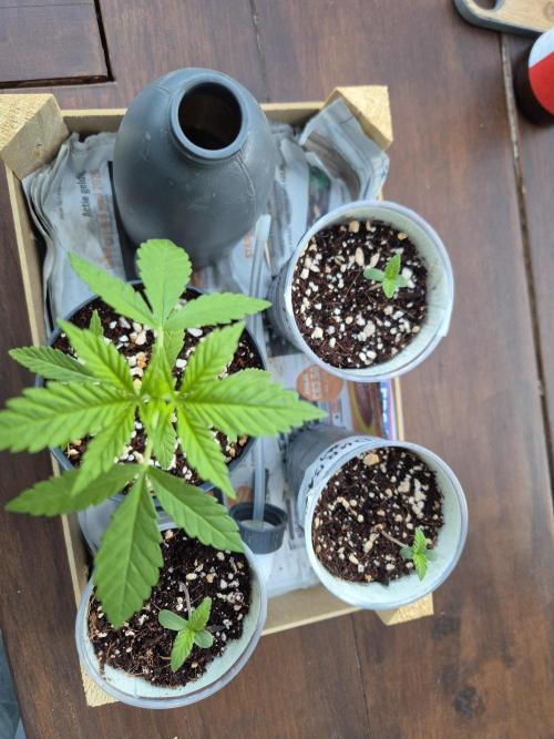 North eu outdoor photo grow. Week 1 - April 22