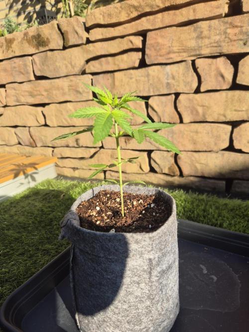 North eu outdoor photo grow. Week 1 - April 25
