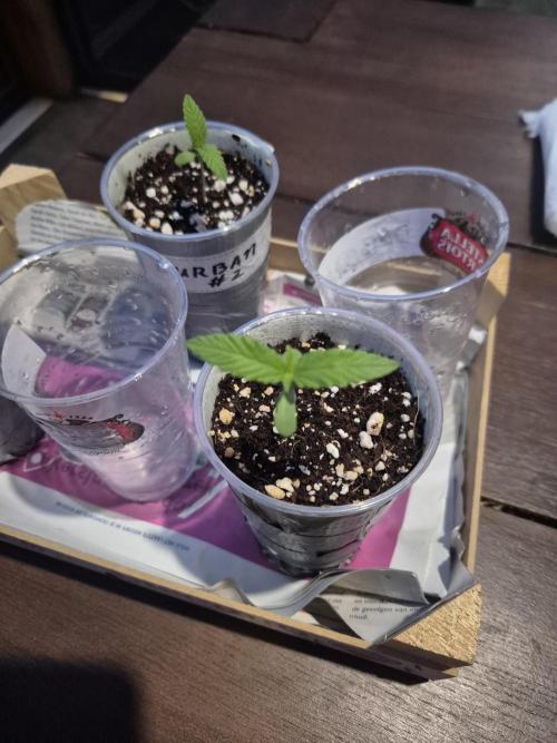 North eu outdoor photo grow. Week 1 - April 25