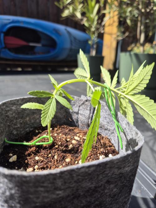 North eu outdoor photo grow. Week 1 - April 26
