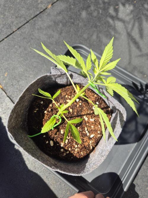 North eu outdoor photo grow. Week 1 - April 26