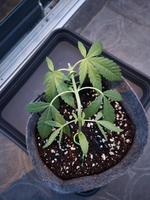 North eu outdoor photo grow. Week 1 - April 26