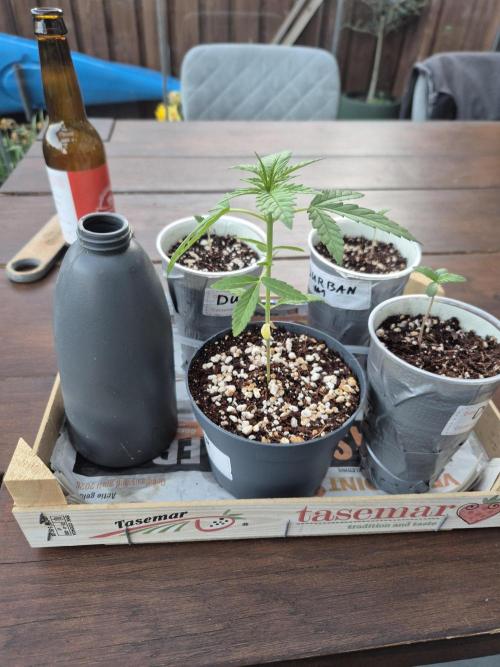 North eu outdoor photo grow. Week 1 - April 22