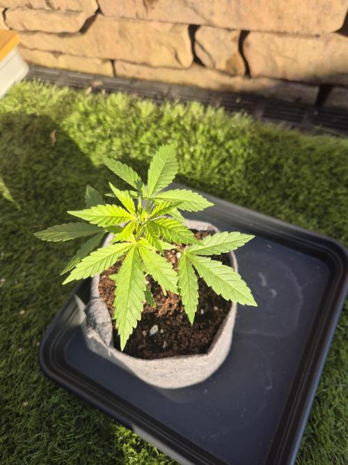 North eu outdoor photo grow. Week 1 - April 25