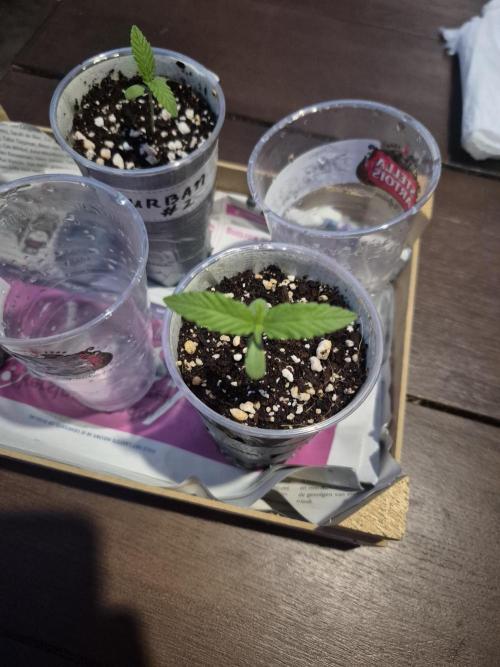 North eu outdoor photo grow. Week 1 - April 25