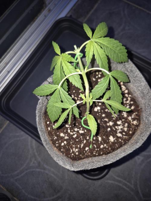 North eu outdoor photo grow. Week 1 - April 26