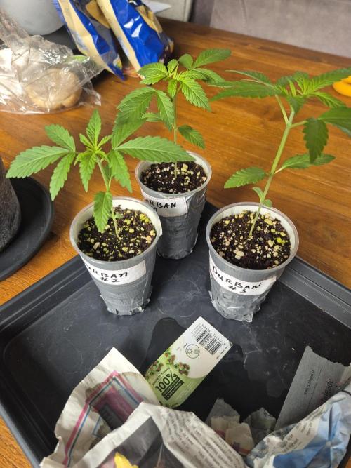 North eu outdoor photo grow. Week 3 - May 6