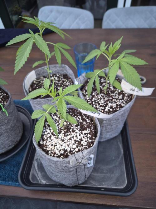 North eu outdoor photo grow. Week 3 - May 9